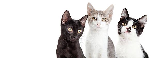 istock Three Kittens Together Social Media Banner 584211928