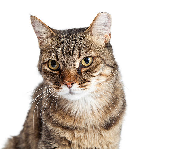 istock Portrait Tabby Cat With Tipped Ear 584212106