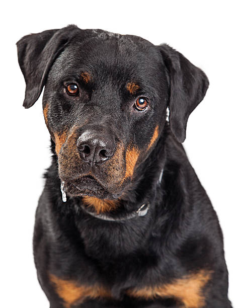 istock Portrait Rottweiler Dog Drooling 584212120