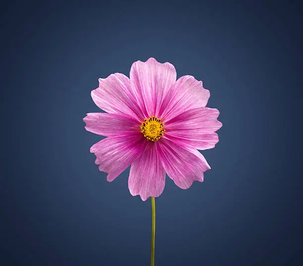Cosmea flower