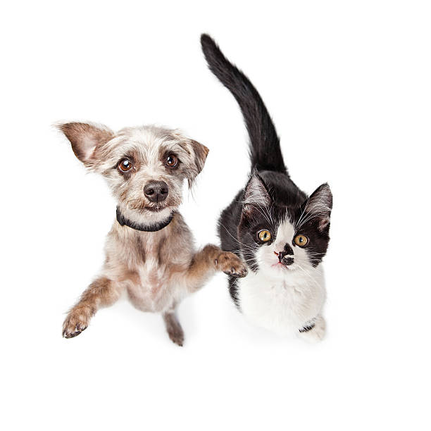 Overhead Photo Cute Kitten and Dog