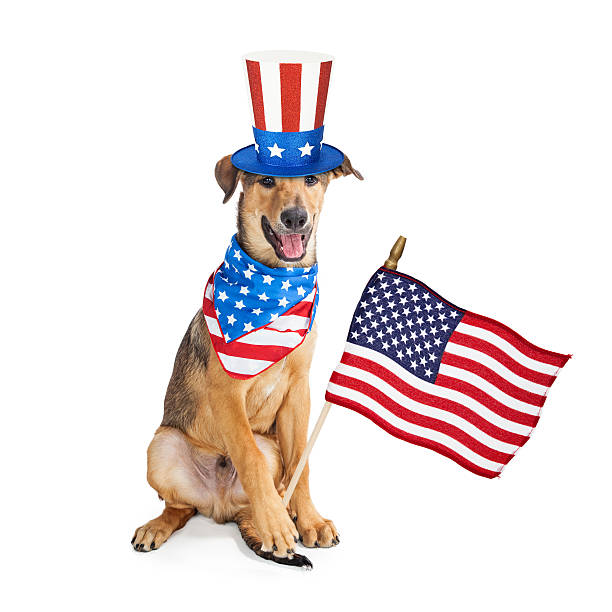 istock Funny American Patriotic Dog With Flag 584212500