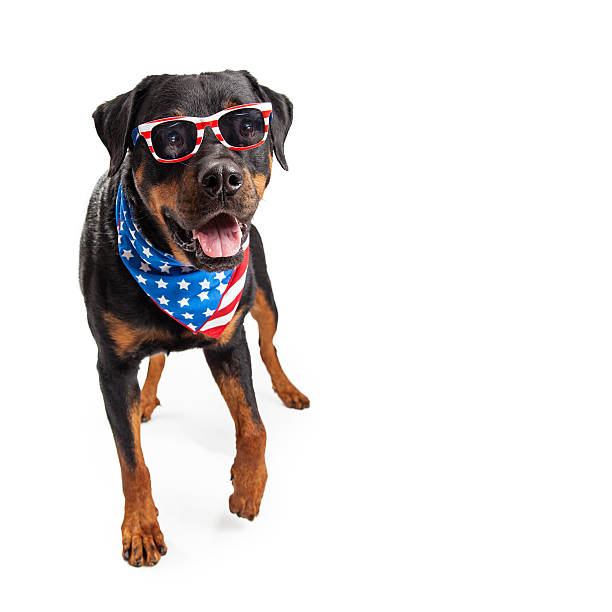 accessori per bandiere americane con cane - dog patriotism flag politics foto e immagini stock