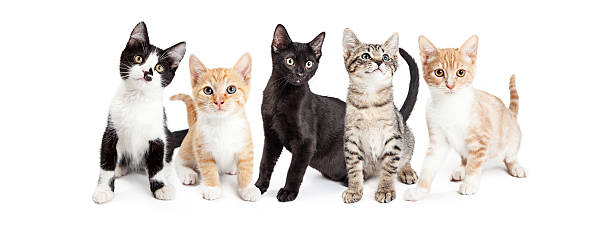 istock Cute Kittens Social Media Banner 584212652