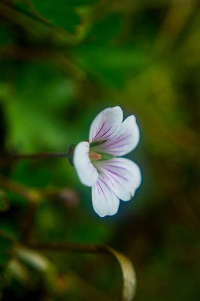 istock White flower with purple lines vertical 584212958