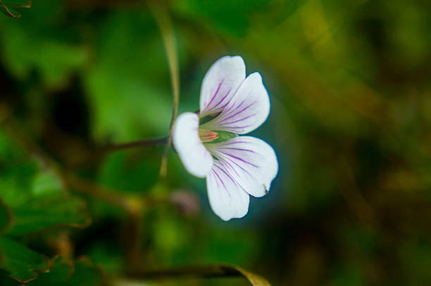 istock White flower with purple lines mid turn left 584213242
