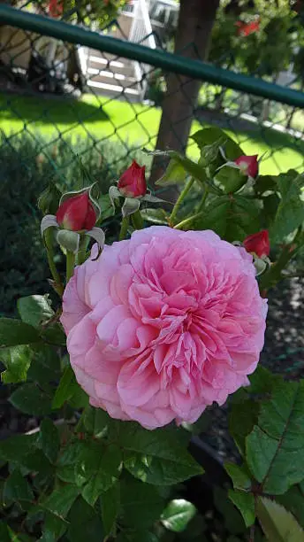 Pink Rose in a garden.