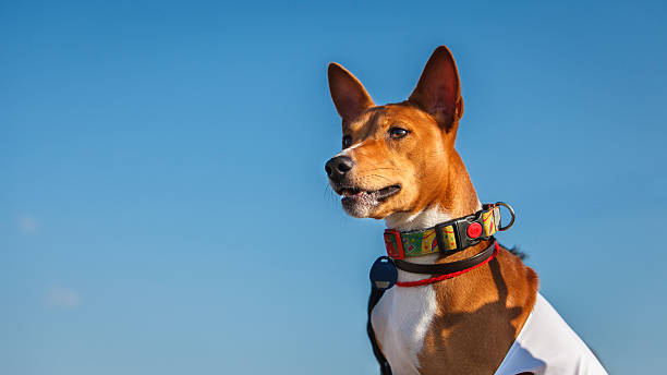 istock Basenji dog portrait outdoors. Training coursing 584213754
