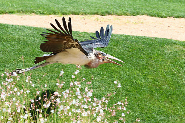 istock African marabou stork, leptoptilos crumenifer, in flight 584214290