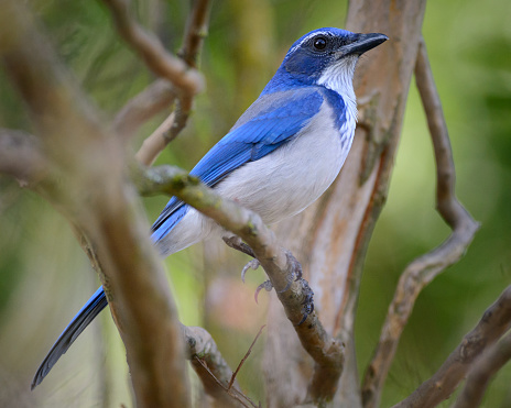 A western scrub jay perched on and in twisted tree limbs