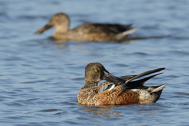 istock Juvenile Nortern Shoveler duck 584214476