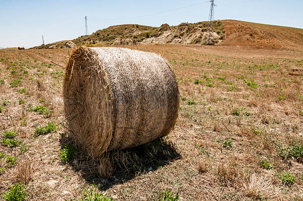 istock Meadow of hay bales 584214860