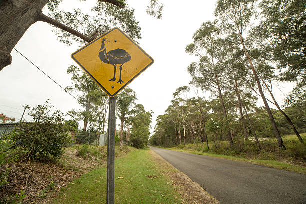 istock Emu warning sign on road side, Australia 584216624
