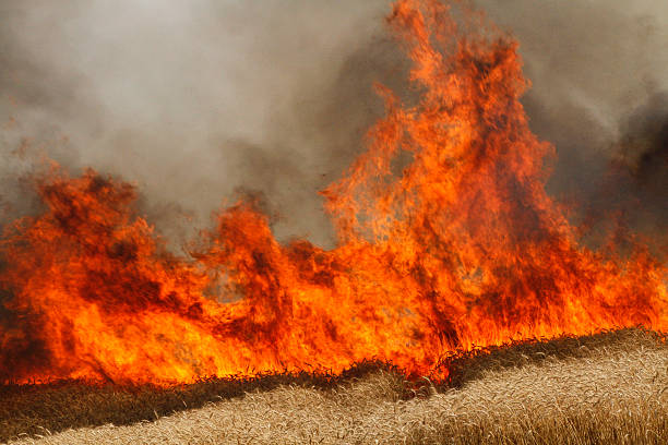 Wheat Field Fire stock photo