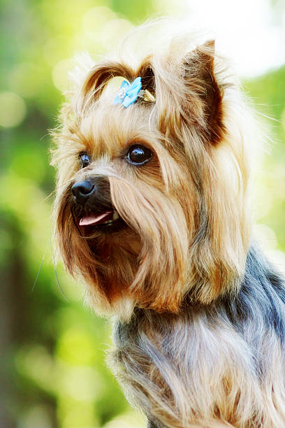 istock Beautiful little decorative dog Yorkshire Terrier 584218760
