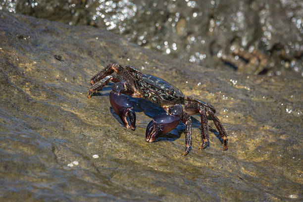 istock Crab closeup, Black Sea crabs, crabs life 584219396