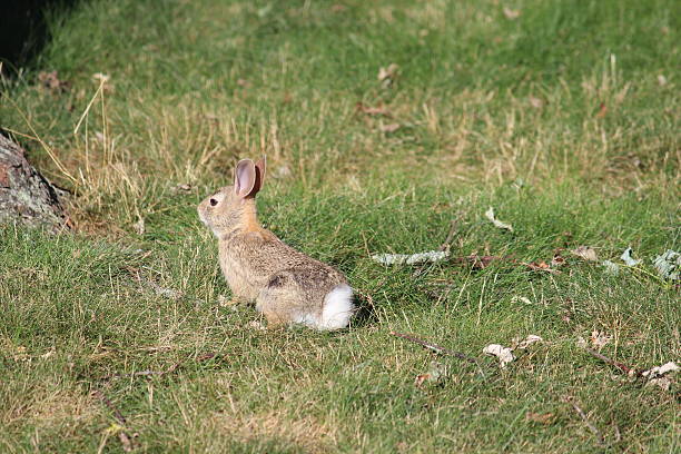 istock Wild baby bunny Northeastern Cottontail rabbit 584220000