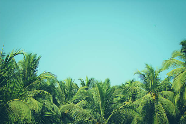 Coconut palm trees at tropical beach vintage filter Coconut palm trees at tropical beach, vintage filter jungle landscape stock pictures, royalty-free photos & images