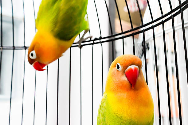 Budgerigar on the cage. Budgie parakeet in birdcage.Parrot