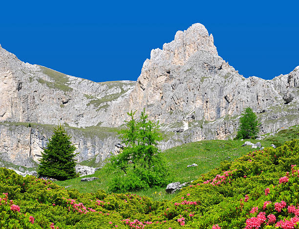 долина вайолет в доломитовых альпах - european alps tirol rhododendron nature стоковые фото и изображения