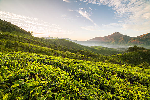 istock Sunrise over tea plantations in Munnar, Kerala, India 584223548