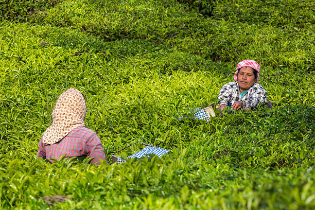 kobiety zbierające liście herbaty na plantacji herbaty - tea crop tea leaves plantation farmer zdjęcia i obrazy z banku zdjęć