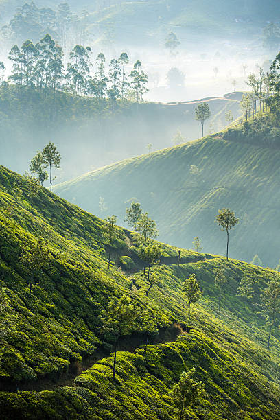 Tea plantations in Munnar, India Tea plantations in Munnar, Kerala, India camellia sinensis photos stock pictures, royalty-free photos & images