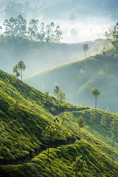 Photo of Tea plantations in Munnar, India
