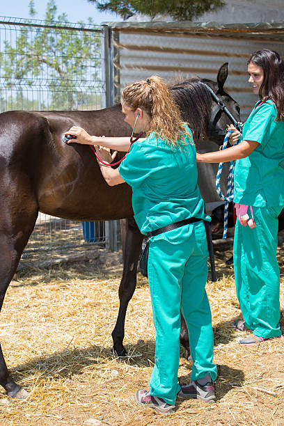 istock Veterinary horses on the farm 584223924