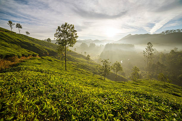 istock Sunrise over tea plantations in Munnar, Kerala, India 584223930