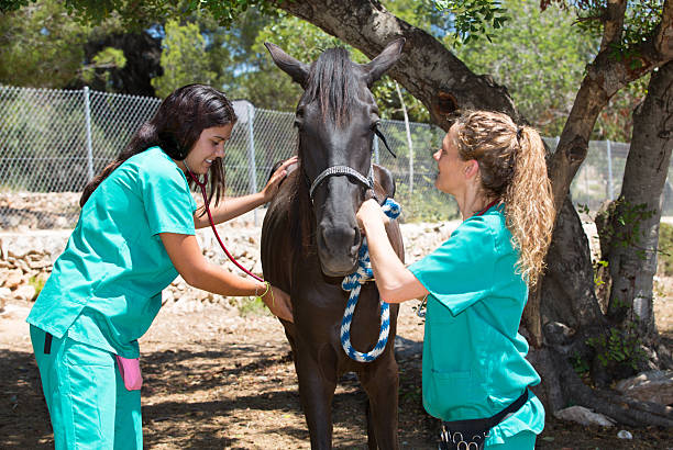 istock Veterinary horses on the farm 584224002