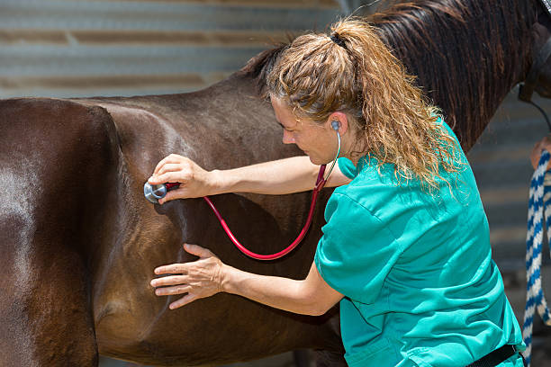 Veterinary horses on the farm