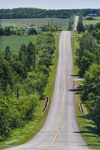 istock Straight road lined with trees goes forever 584224330