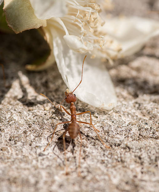 istock Leaf cutter red ant close up showing segmented body 584225032