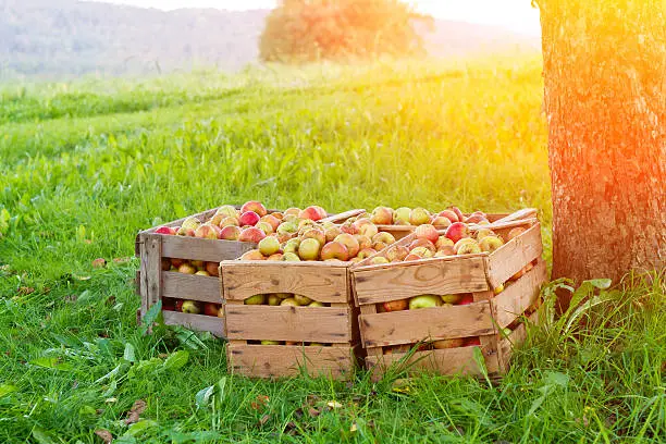 Boxes with apples in the sun