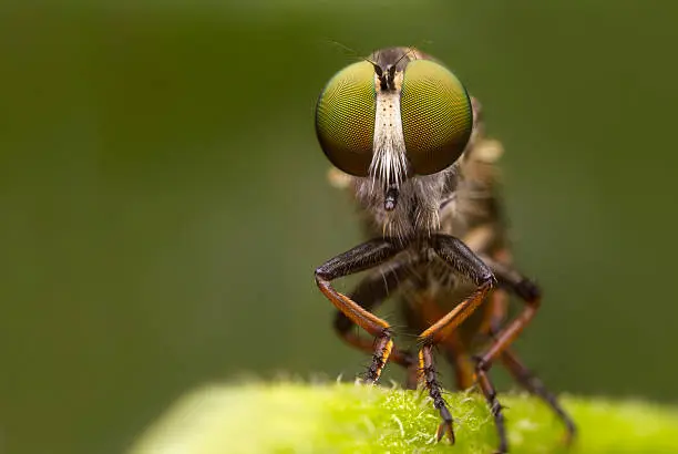 Robberfly found in Thailand