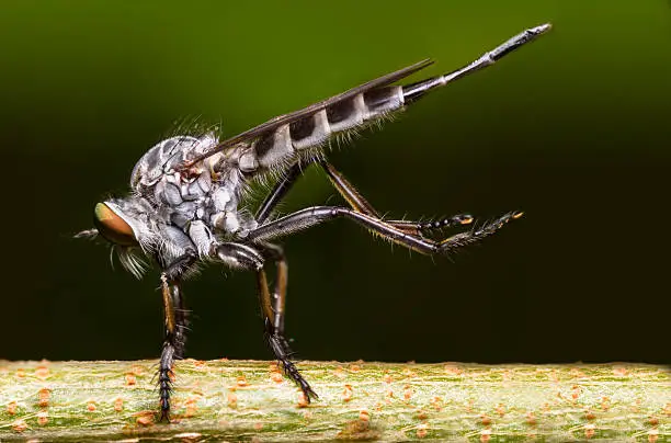 Robberfly found in Thailand