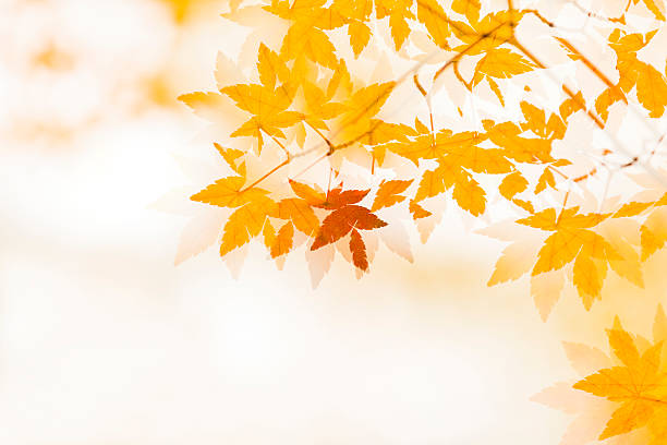doppia esposizione delle foglie autunnali - season yellow copy space autumn foto e immagini stock