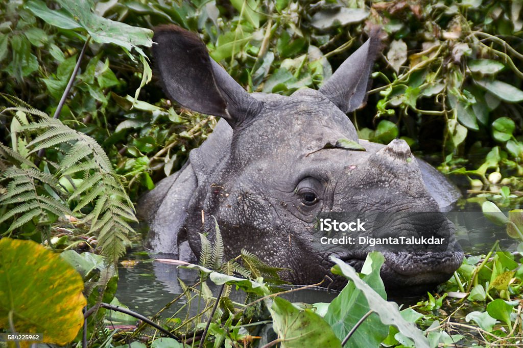 Flood in Assam A young one horned rhino swims on the flood in search of highland at flood affected Kothori village in Nagaon district of Assam on Friday.  Flood Stock Photo