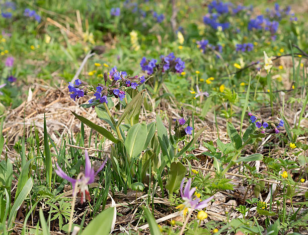 istock Blossoming Lungwort in Spring. Field of flowers. 584226854