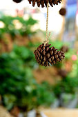 pine-cone.jpg?b=1&s=170x170&k=20&c=ZL2Ja