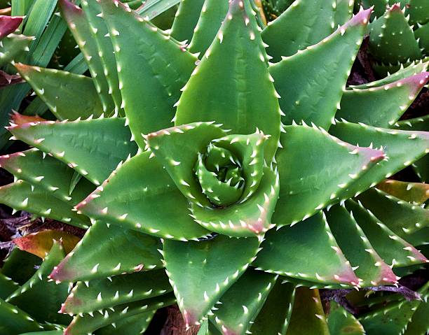 istock cactus on my way in garden 584229166