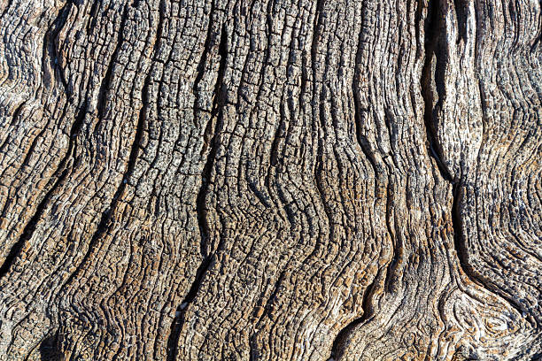 istock Background with cracks of a dry trunk 584229312