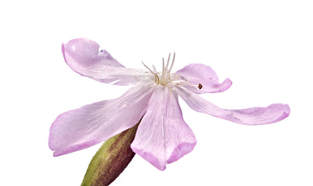 istock Sweet tobacco on a white 584229788