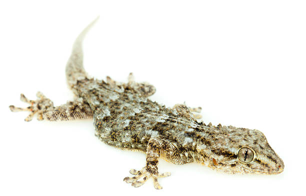 istock Tarentola mauritanica 584231662