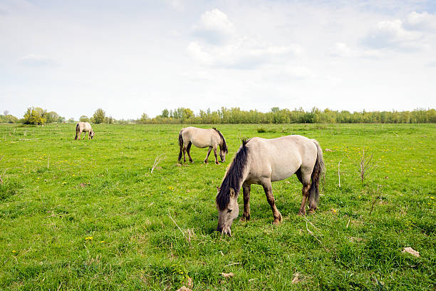 istock Three Konik horses grazing in a Dutch nature reserve 584231916
