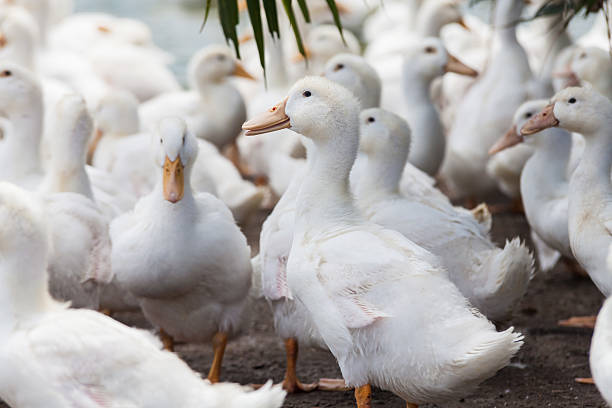 istock Real white duck in a farm with pond 584233158