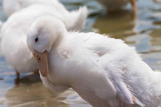 istock Real white duck in a farm with pond 584233882