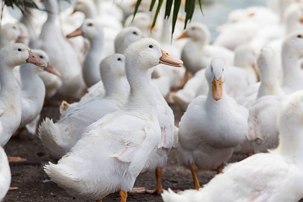 istock Real white duck in a farm with pond 584234556