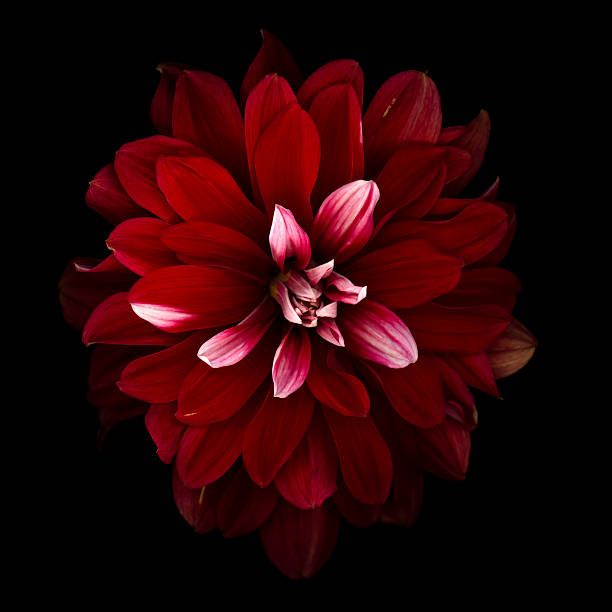 A red dahlia with white petals isolated on a black background.